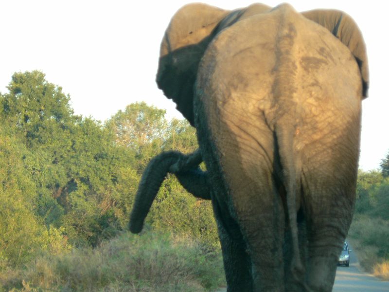 JAR 332_slon_spin.JPG - Aby si slon trochu odpočinul, nosil si chobot na klu.